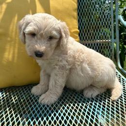 Dark green - Cream male Goldendoodle puppy in Seguin, Texas from Dude Ranch Doodles