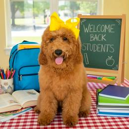 Lennon's  Yellow Girl - Red  female Goldendoodle puppy in Kountze, Texas from Texas Doodles LLC