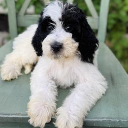 Butters - Yellow collar girl - Parti female Goldendoodle puppy in Ruthorfordton, North Carolina from Duncan Doodles Goldendoodles