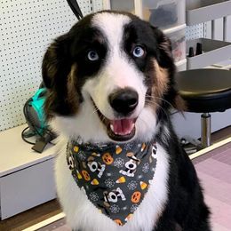 Miniature Australian Shepherds from El's Minis