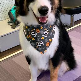 Miniature Australian Shepherds from El's Minis