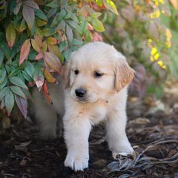 Golden Retriever Puppies from AmazingK9s