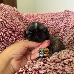 Vivi - Sable female Shih Tzu puppy in Walkertown, North Carolina from Lil’ Bit’s Shih Tzu