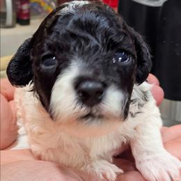 Maybelle - Parti female Poodle puppy in Panama City Beach, Florida from Little Puppy Love