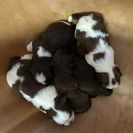 Girl 1 - Liver and white female Shih Tzu puppy in Kodak, Tennessee from Cutshall Babies