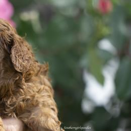 Poodle Puppies from Southern Girls Poodles