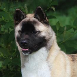 Akita from RiverRock Akitas