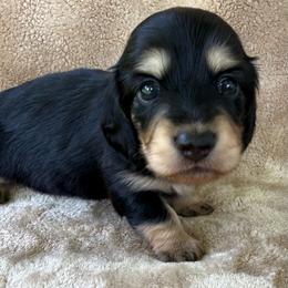 AKC Black and Tan Boy - Black and cream male Dachshund puppy in Sumrall, Mississippi from JP’s Dachshunds