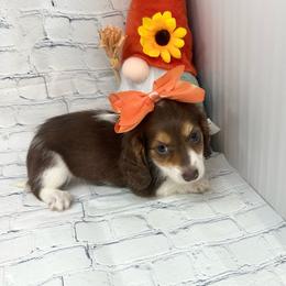 Jade - Piebald female Dachshund puppy in Smithville, Oklahoma from Bristy’s Pampered Pups