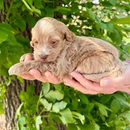 Katy - Buff female Cockapoo puppy in Beresford, South Dakota from DAKOTA DOOD RANCH