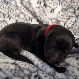 Elder Gutkencht - Bi-color male German Shepherd puppy in Perrysburg, Ohio from Fancy GSDs LLC
