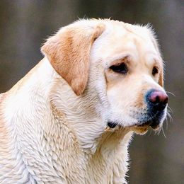 Labrador Retriever All Grown Up from Green Wave Labradors
