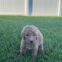 Bernedoodle Puppies from Bruce and Emma Doodles
