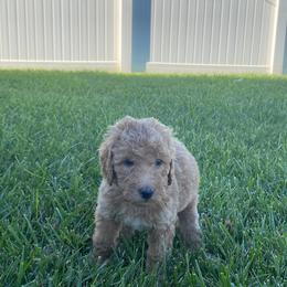 Bernedoodle Puppies from Bruce and Emma Doodles