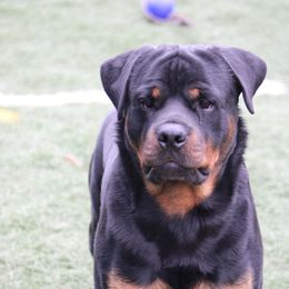 Rottweiler All Grown Up from Vangard's Rottweilers