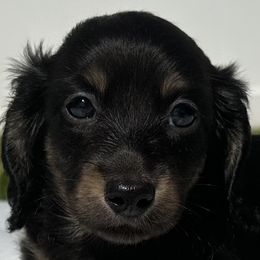 Dachshunds from Oceanside Dachshunds