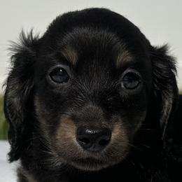 Dachshunds from Oceanside Dachshunds