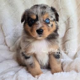 Almond Joy - Blue merle female Miniature Australian Shepherd puppy in Cleveland, Georgia from Jam's Doodles And Poodles