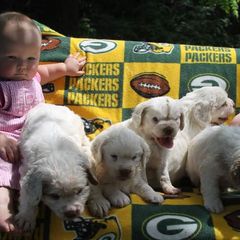 Clumber Spaniel and Irish Red and White Setter Puppies from NyaStar & Chequamegon