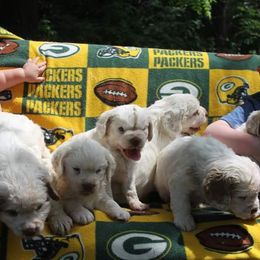 Clumber Spaniel and Irish Red and White Setter Puppies from NyaStar & Chequamegon