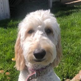 Goldendoodles from Lakeside Doodles