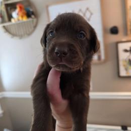 Jinx - Chocolate male Labrador Retriever puppy in Bartlett, Tennessee from Red Hearts Labradors