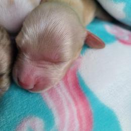 Dachshund Puppies from Forest Farmstead Dachshunds