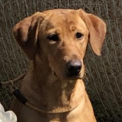 Faith - Labrador Retriever