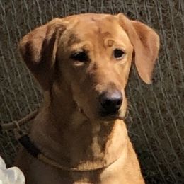 Faith - Labrador Retriever