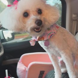 Sophie - Poodle
