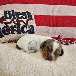 Summer Black and tan dapple pie - Black and tan female Dachshund puppy in Herald, California from Bluegum Dachshunds