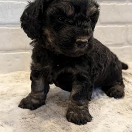 Boy 3 - male Goldendoodle puppy in San Augustine, Texas from Vintage Doodles