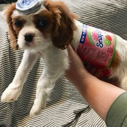 Cavalier King Charles Spaniel Puppies from Colorful Cavaliers