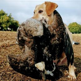 Labrador Retrievers from Grain Driver Labradors