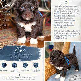Boy 1 - male Portuguese Water Dog puppy in Hamptonville, North Carolina from Alabama Havanese Kennel Tidewater Kennel