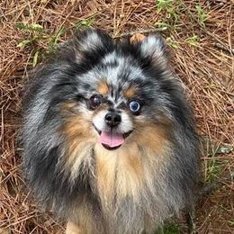 Pomeranians from Yielding’s Impressive Precious Pomeranians