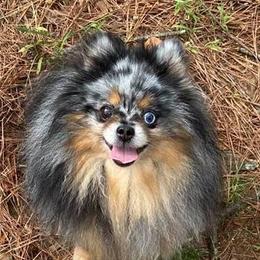 Pomeranians from Yielding’s Impressive Precious Pomeranians