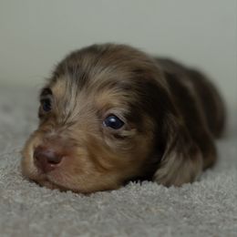 Girl 1 - Dapple female Dachshund puppy in Memphis, Tennessee from Lone River Dachshunds