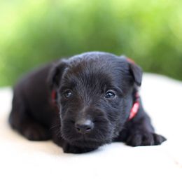 Boy 3 - male Scottish Terrier puppy in Mount Joy, Pennsylvania from K&M Kennel