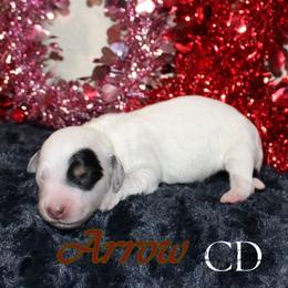 Arrow - Dapple male Dachshund puppy in Huntington, Texas from Camacho_Dachshunds