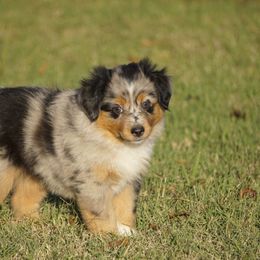 Grace - Blue merle female Miniature Australian Shepherd puppy in Ada, Oklahoma from Caprock Mini & Toy Aussies