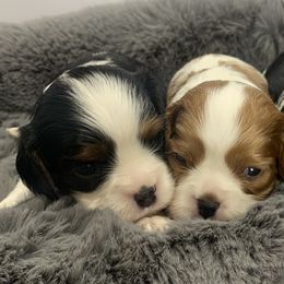 Beagles, Cavalier King Charles Spaniels, and Cavapoos from Beagles and Beyond, LLC