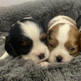 Beagles, Cavalier King Charles Spaniels, and Cavapoos from Beagles and Beyond, LLC