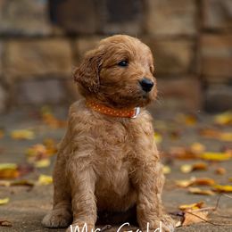 Golden Retriever and Goldendoodle Puppies from Golden Honey