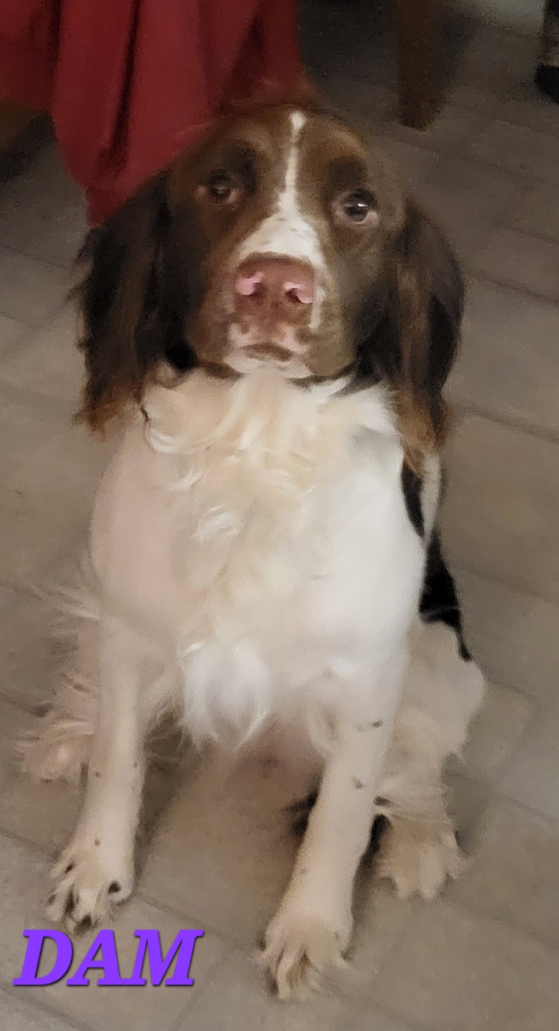 Tobi - English Springer Spaniel