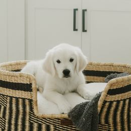 Golden Retriever Puppies from Arrowhead Kennels