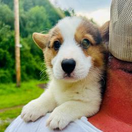 Schmidt - Black and tan male Pembroke Welsh Corgi puppy in Manchester, Kentucky from Riverside Corgis