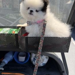 Baby girl - Cream parti female Pomeranian puppy in Marshville, North Carolina from POM POM LOVE