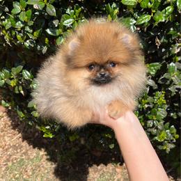 Belle - Orange sable female Pomeranian puppy in Hot Springs, Arkansas from Pomeranian Empire