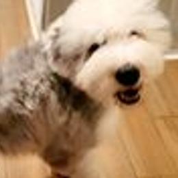 Stryker - Old English Sheepdog